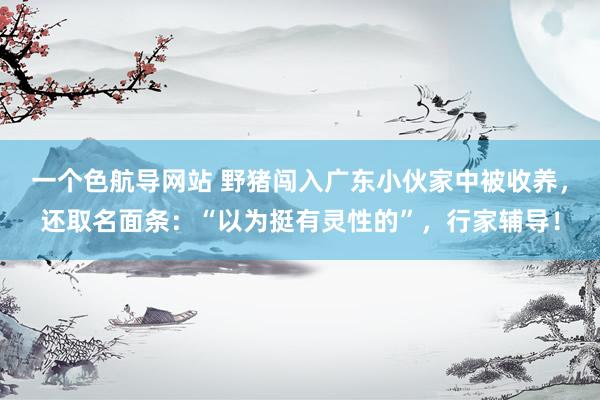 一个色航导网站 野猪闯入广东小伙家中被收养，还取名面条：“以为挺有灵性的”，行家辅导！
